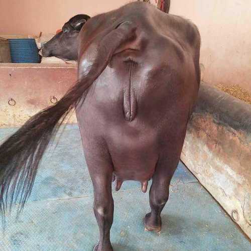 काला मुर्रा भैंस