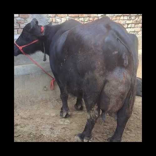 ब्लैक मुर्रा भैंस