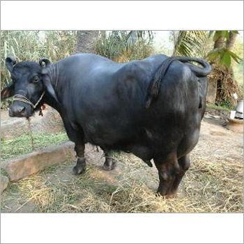 ब्लैक डेयरी मुर्रा भैंस