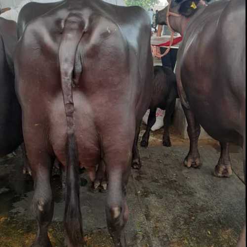 Kb करनाल भैंस