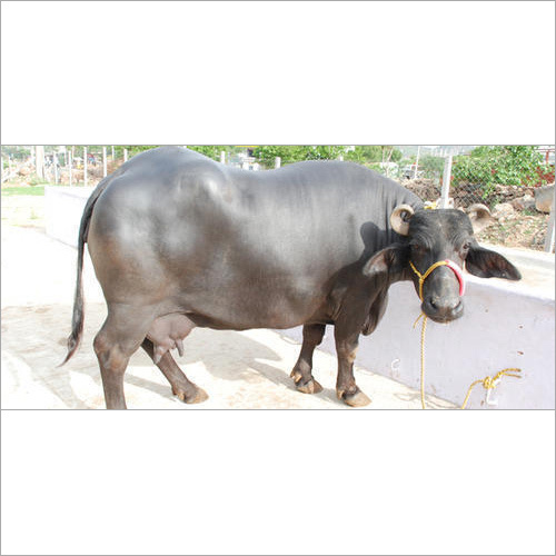 किमी करनाल मुर्रा भैंस