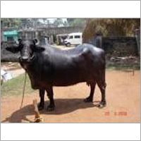 एमके मुर्रा करनाल भैंस