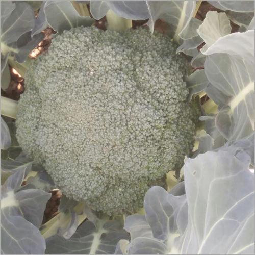 ब्रोकली