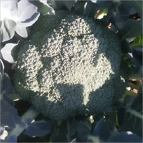 ब्रोकोली