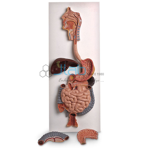 Human Digestive System Model