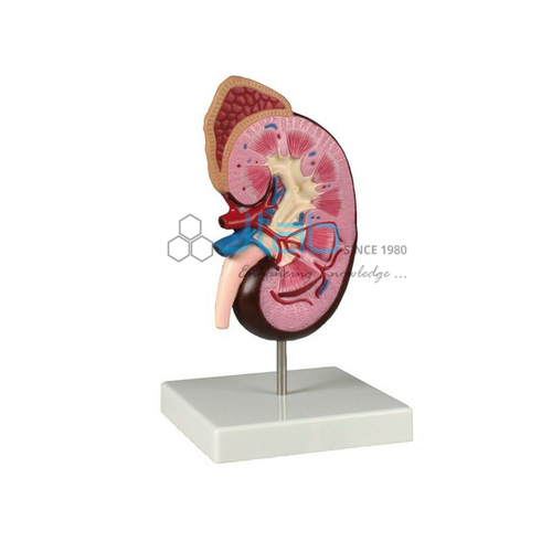 Human Kidney Model