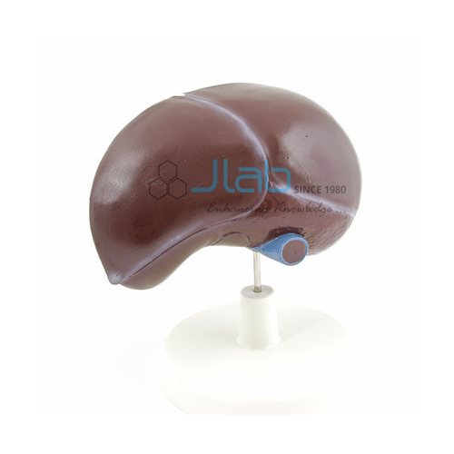 Human Liver Model at Best Price in Ambala, Haryana | Jain Laboratory ...