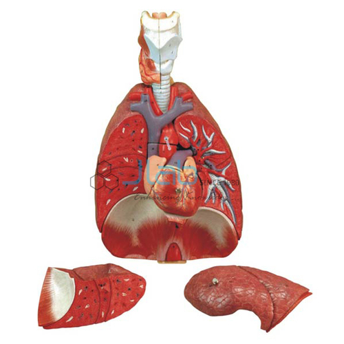 Human Lungs Model