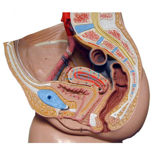 Human Reproductive System Female Model