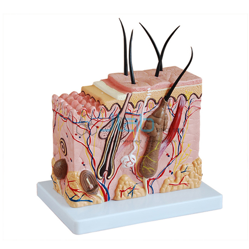 Human Skin Model