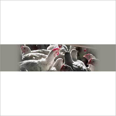 हैचरी के लिए ओज़ोनाटर