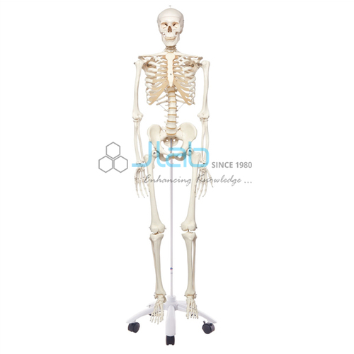 Human Skeleton Model