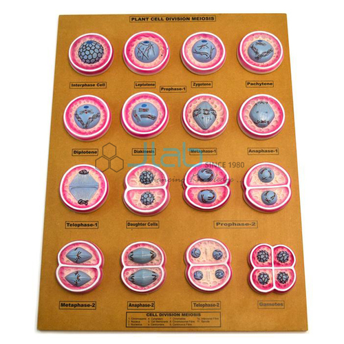 Plant Meiosis Model