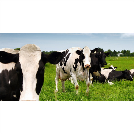 Indian Hf Cow