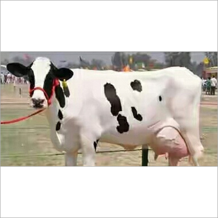Indian Hf Cow