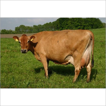 Indian Jersey Cow