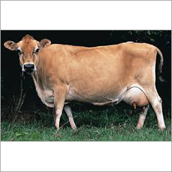 Indian Jersey Cow