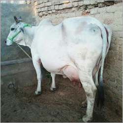 Tharparkar Cow