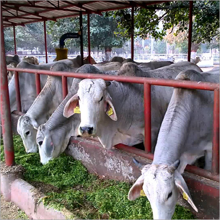 Tharparkar Cow