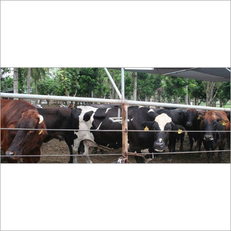 Cow Farm