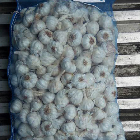 Fresh Garlic