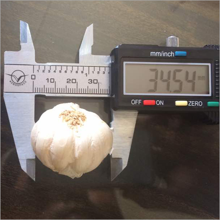 Fresh Garlic