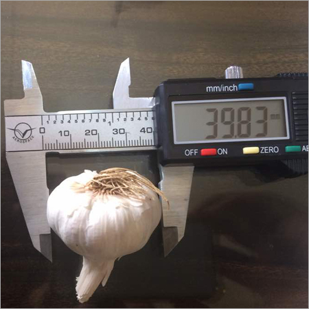 Fresh Garlic