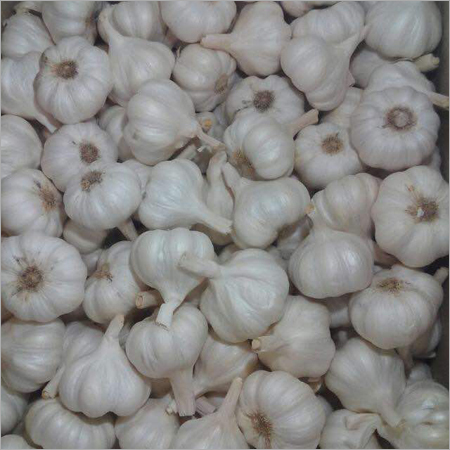 Fresh Garlic