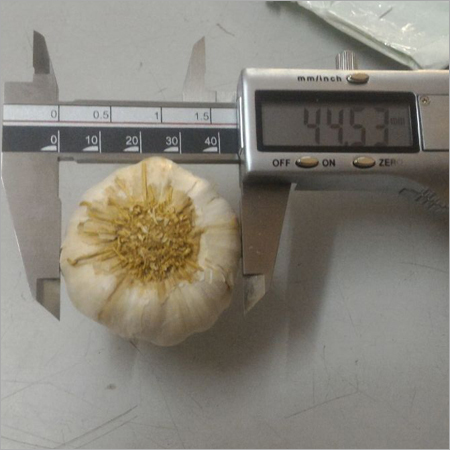 Fresh Garlic