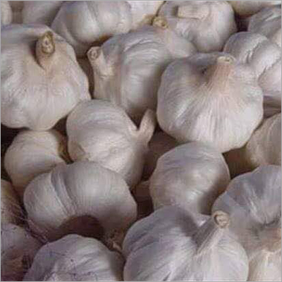 Fresh Garlic