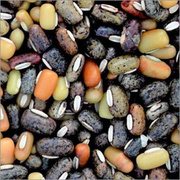 चावल बीन (बारिश)