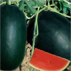 हाइब्रिड काले तरबूज के बीज