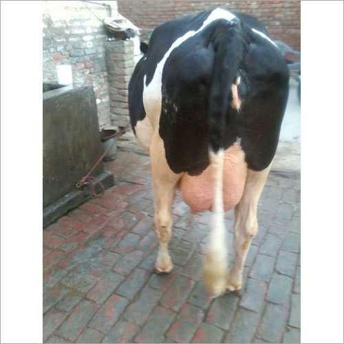 Indian Hf Cow