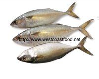  निर्यात गुणवत्ता वाली भारतीय मैकेरल मछली