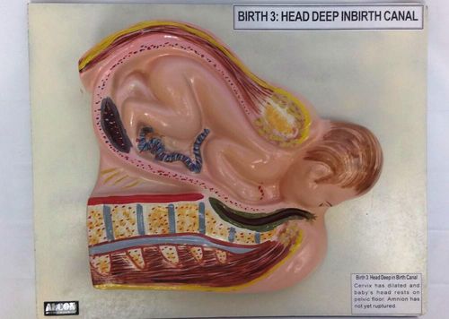 Birth 3 - Plastic Construction, Light Weight Design | Yellow and Skincolor for Biology Art and Craft Use