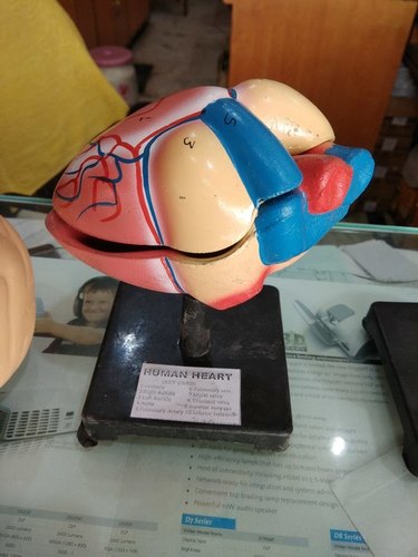 लाल। पिंक एंड ब्लू हार्ट मॉडल