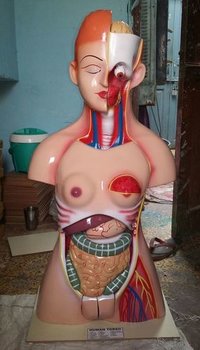 गुलाबी मानव धड़ महिला