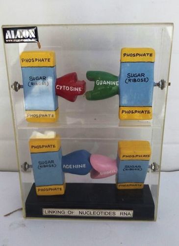 ब्लू आरएनए स्ट्रक्चर मॉडल