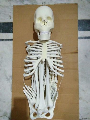White Skeleton