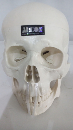 White Skull Model