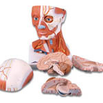 Red And Pink Head-And-Neck-Musculature