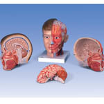 रेड एंड पिंक हेड-विद-नेक-4