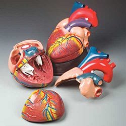 रेड हार्ट डमी