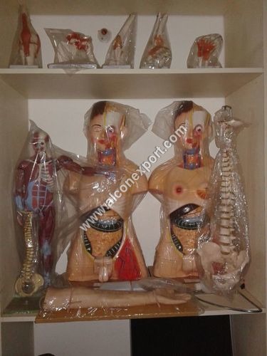 आइवी आर्म कलर कोड के साथ मांसपेशियों का धड़: क्रीम