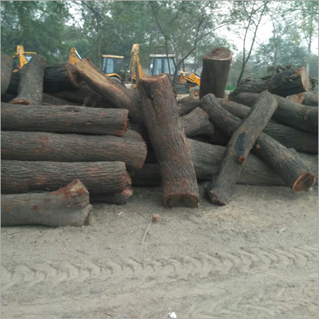 बबुल की लकड़ी के लॉग