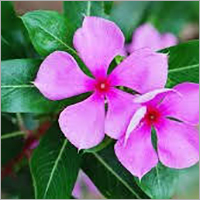 Vinca Rosea - Ingredients: Herbs
