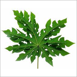 Papaya Dry Leaves Ingredients: Herbs