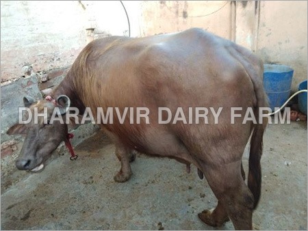 गर्भवती मुर्रा भैंस