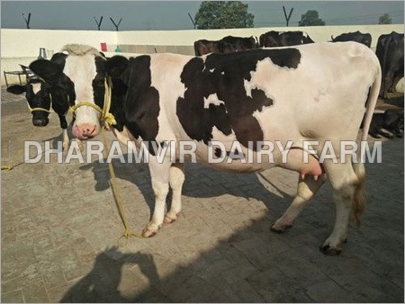 प्रेग्नेंट एचएफ काउ