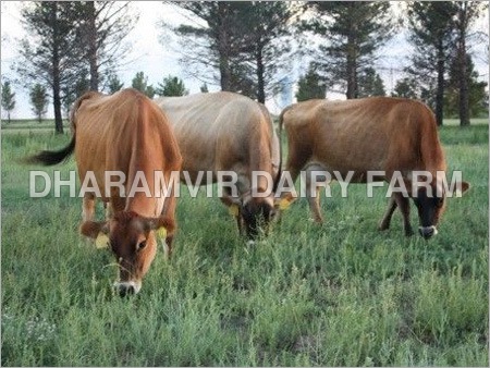 Jersey Cow - High Milk Production, Exceptional Butterfat Content | Ideal for Dairy Farms, Gentle Temperament, Rich Nutritional Value